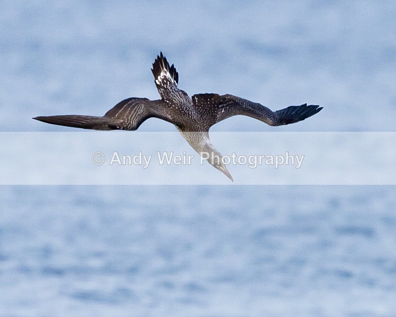 20101025-2694 - Gannets