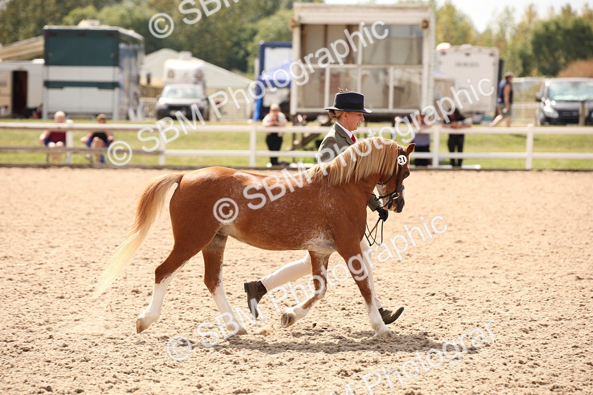 SBM_04614 - Class 20 IH Veteran