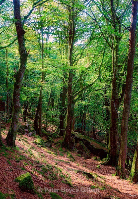 Burrator Woods. - The Moors