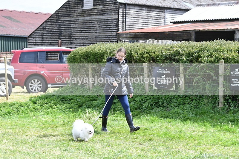 WJ5_9694 - Class 3 Most Handsome Dog