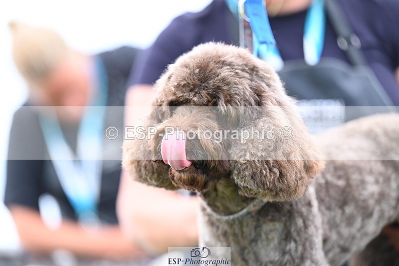 240525-114844-12631 - Candid and Saturday Hobby Horse