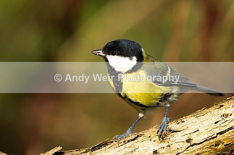 20121007-_MG_0753 - Great Tit