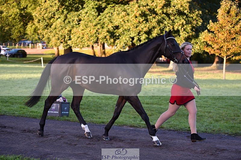 231022-083948-21280 - 611-PASTORAL.DANCER-Dana.Bateman-TrotUp+SJ