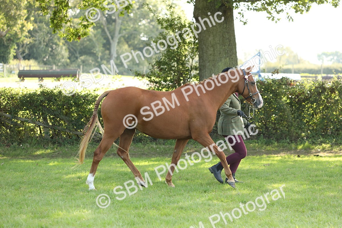 SBM_61047 - S44 - Part Bred Pony In hand