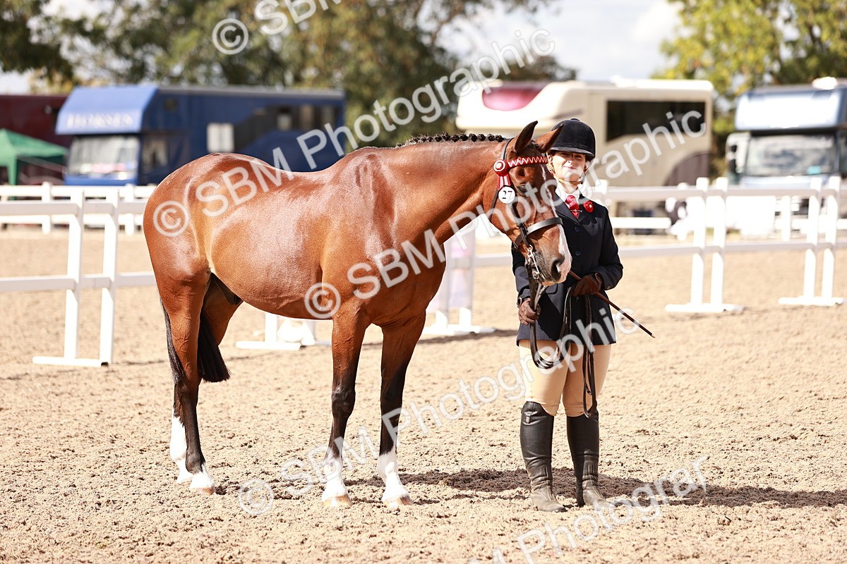 SBM_14216 - Class 407 - IH Hack Riding Horse