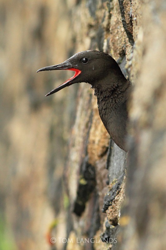 Black Guillemot - All Other Birds