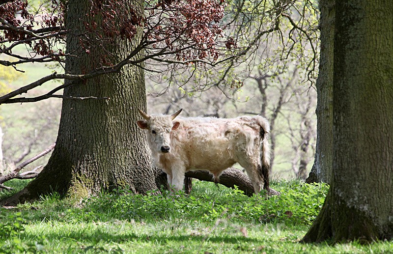 Wild Cattle - Wildlife