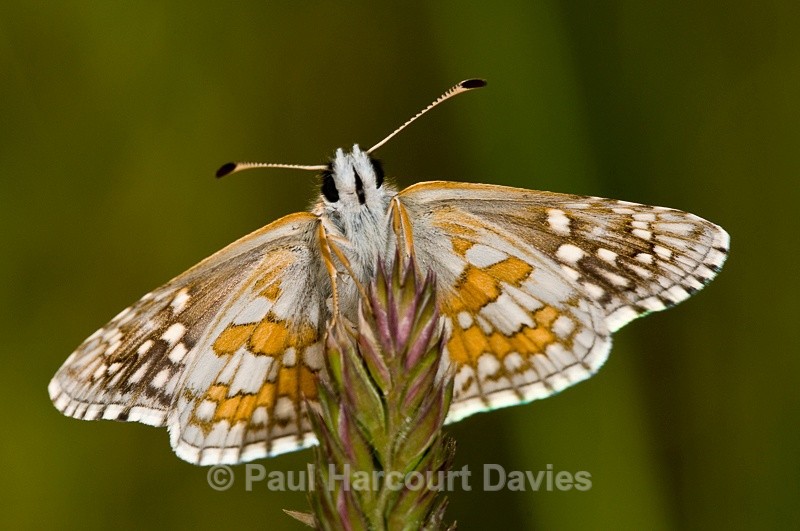  - Bugs: Butterflies