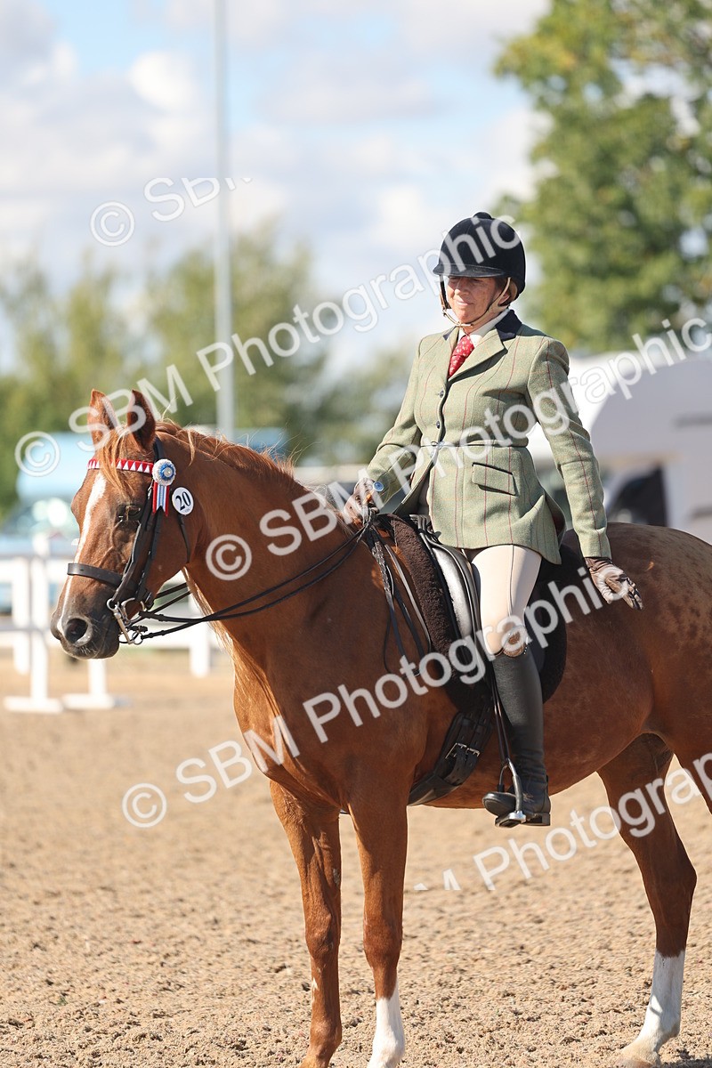 SBM_13089 - Class 305 - Ridden Foreign Breed Pure Bred