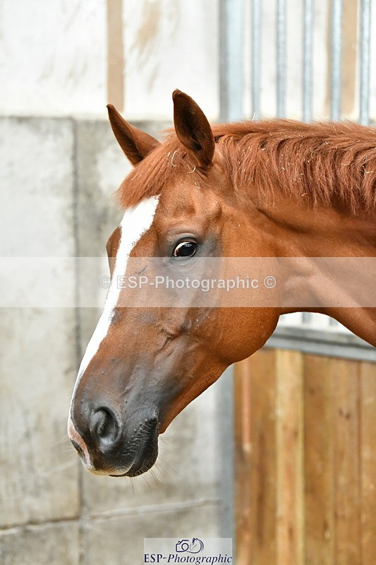 230804A-094047-02171 - Stable Shots