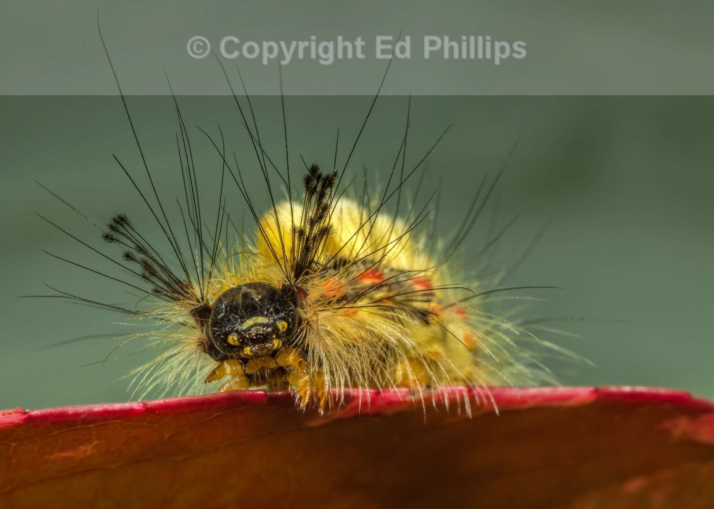 Vapourer Moth Caterpillar