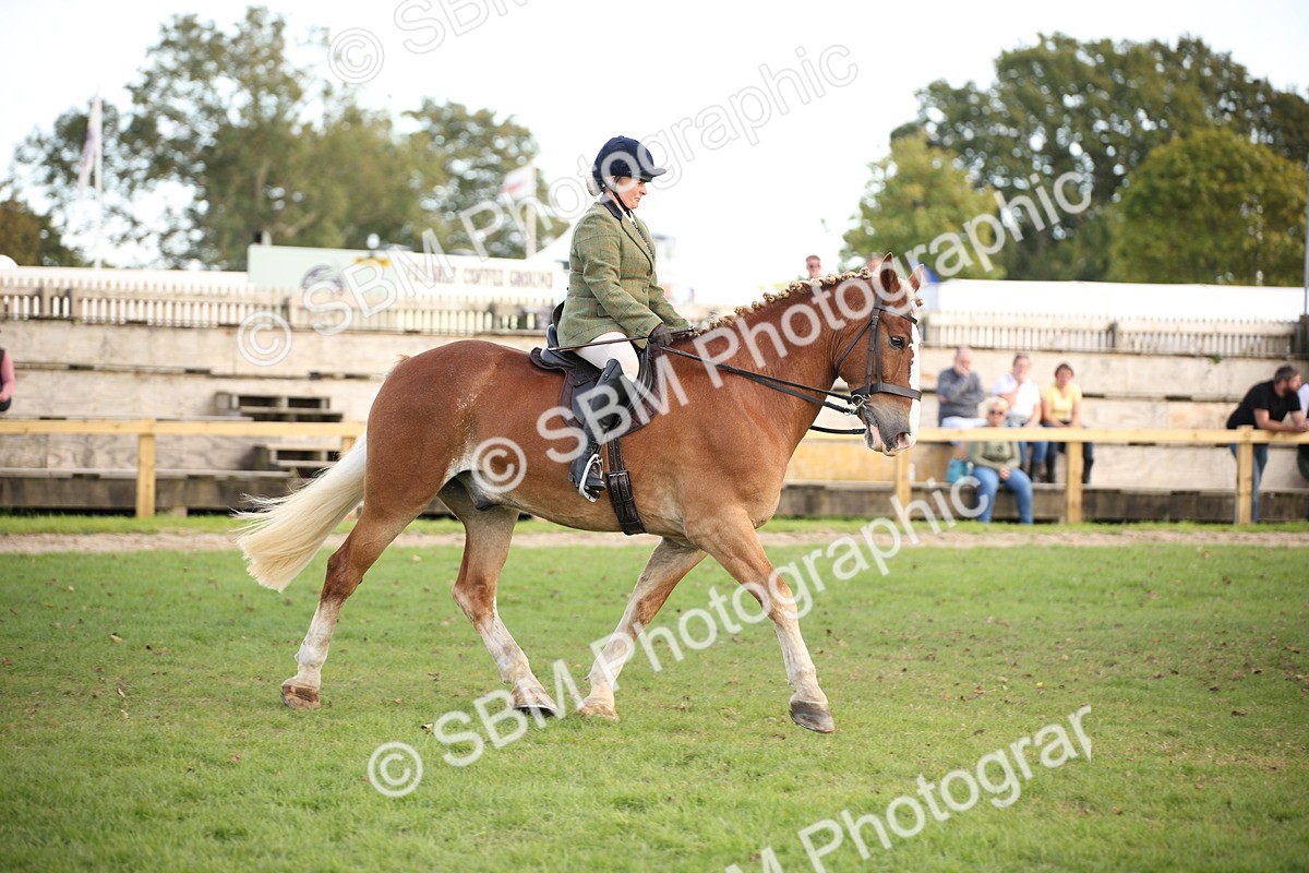 SBM_50217 - S26 - Young Veteran - Ridden