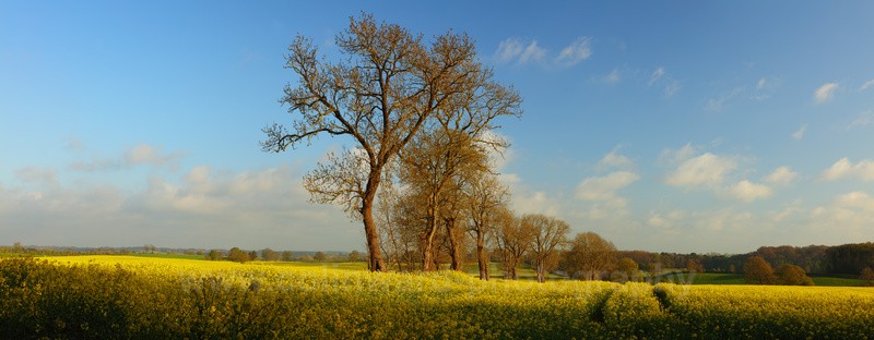 rape seed fields in County Durham. - Panoramic Landsapes