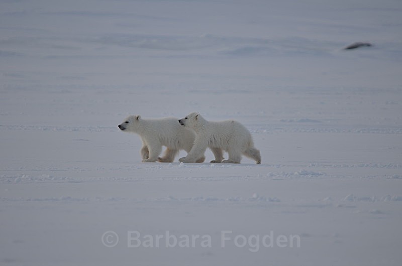 Polarbear cubs 9 - Latest Photos