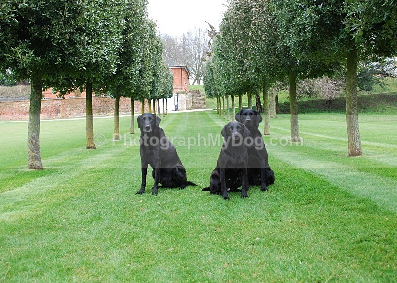 - Yellow and Black Labradors