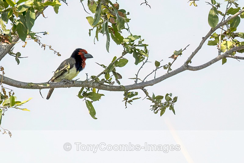 Black-collared Barbet - Botswana ~ Birds
