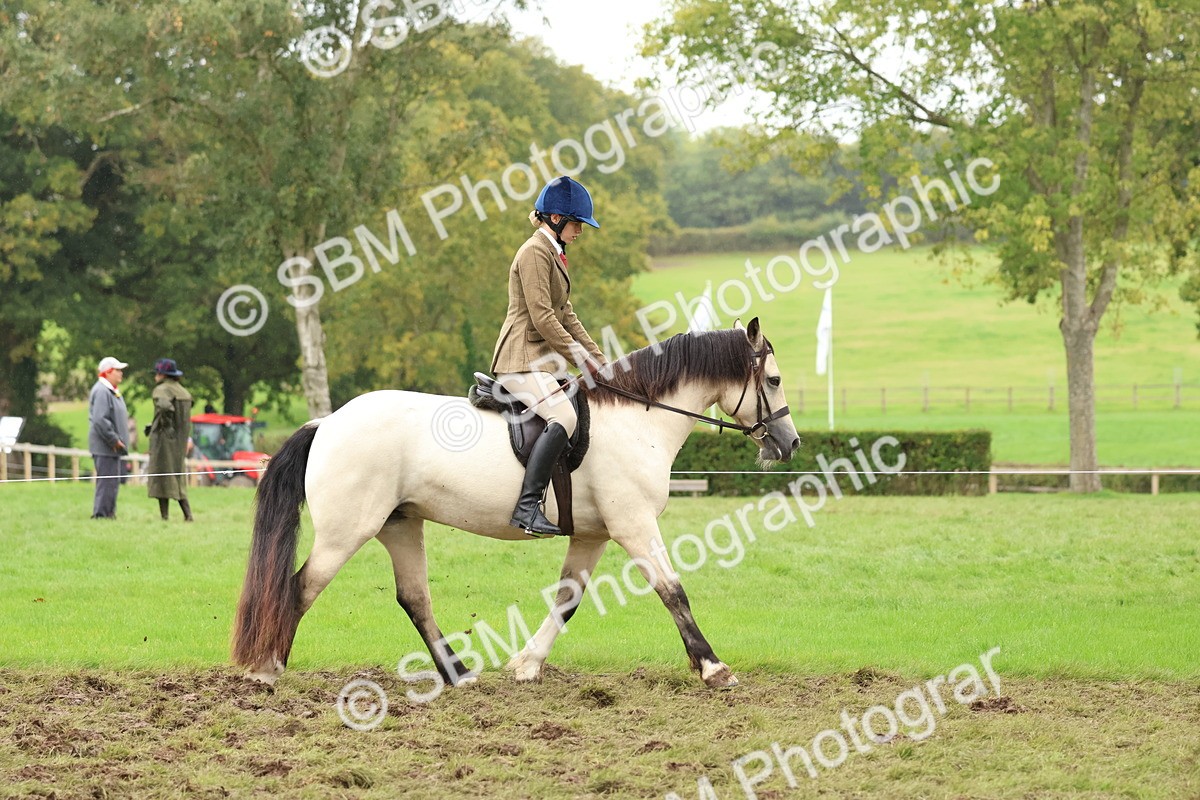 SBM_69562 - S62 - Mountain & Moorland Ridden Large Breeds
