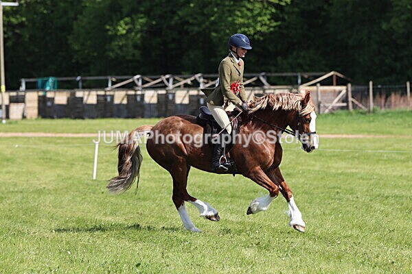 IMG_4933 - Working Hunter