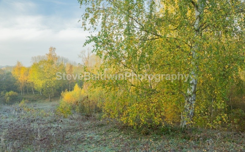 South Heath in Autumn 2:157E - Earth: Close to Home