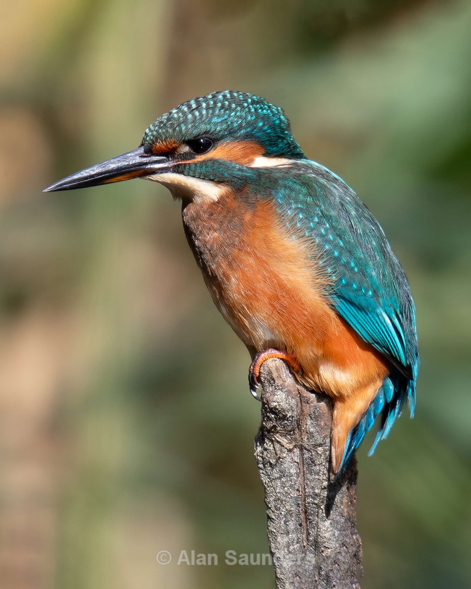 Common Kingfisher 14