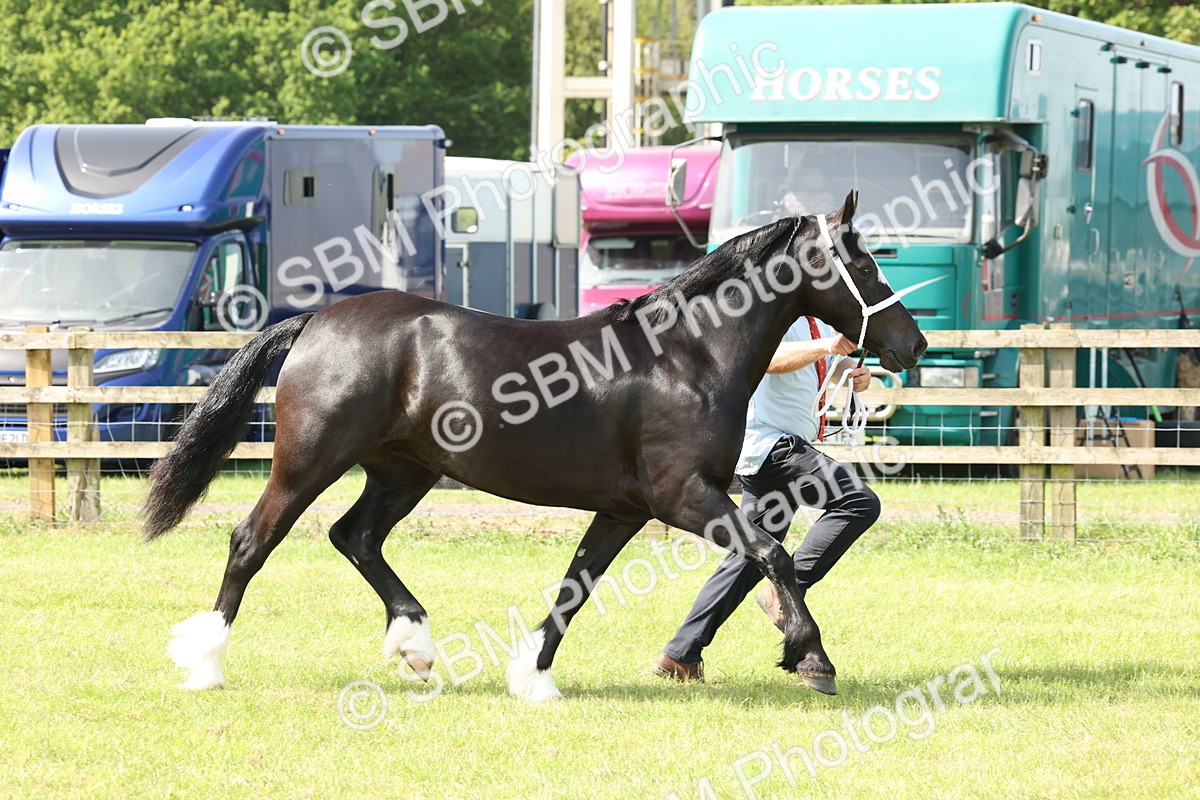 SBM_02256 - Class 6-13 - Mountatin and Moorland In Hand Welsh Breeds