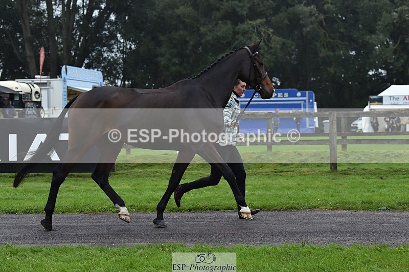 231018-115754-00009 - 001-HAZY.DREAM-Danielle.Dunn-TrotUp