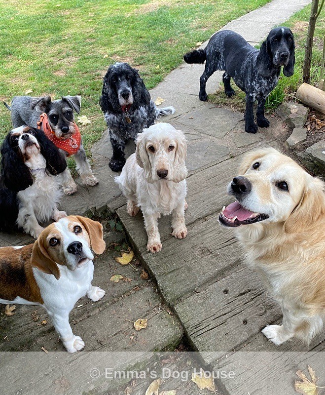  - Dogs