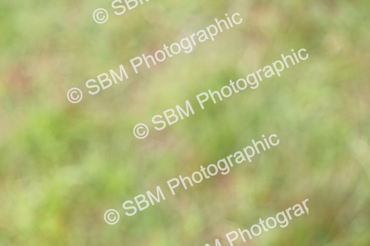 SBM_02910 - Class 9-11 Side Saddle including LIHS Rising Star Ladies Show Horse