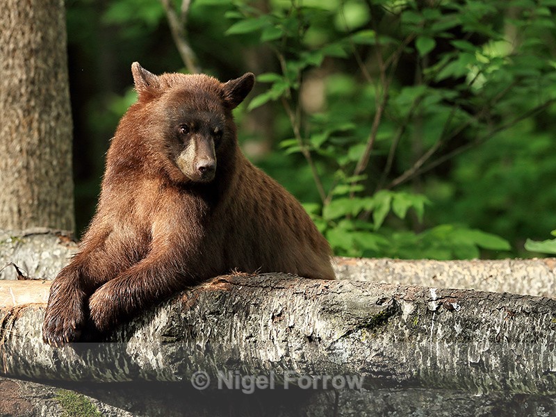 Black Bear resting on log, Minnesota, USA - American Black Bear