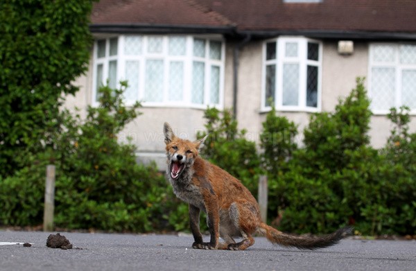 Urban Fox cub, Bristol _ UR079 - Urban Foxes, Bristol, Great Britain