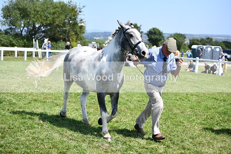 DSC_7550 - Class 63: Coloured Horse Youngstock