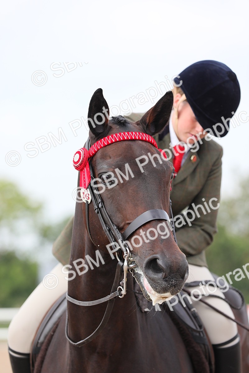 SBM_11470 - Class 305 Ridden Foreign Breeds- Pure Bred