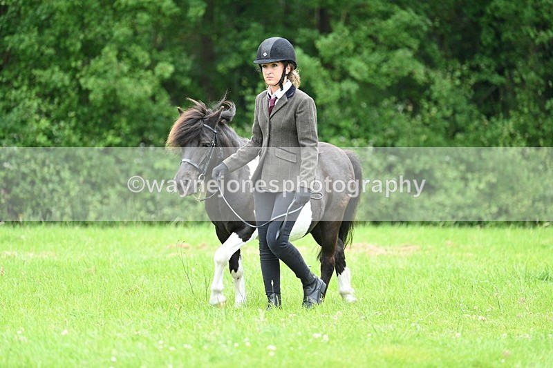 WJ7_3831 - Class 14A Handsome Gelding