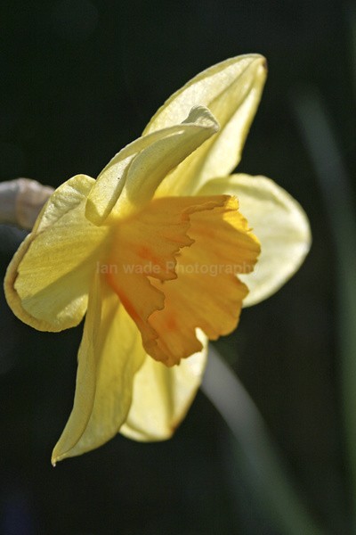 Daffodil_ FL002 - Wild Flowers,  plants & Fungus photography, Great Britain