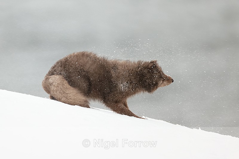 Arctic Fox snow shake (frame 3), Hornstrandir, Iceland - Arctic Fox