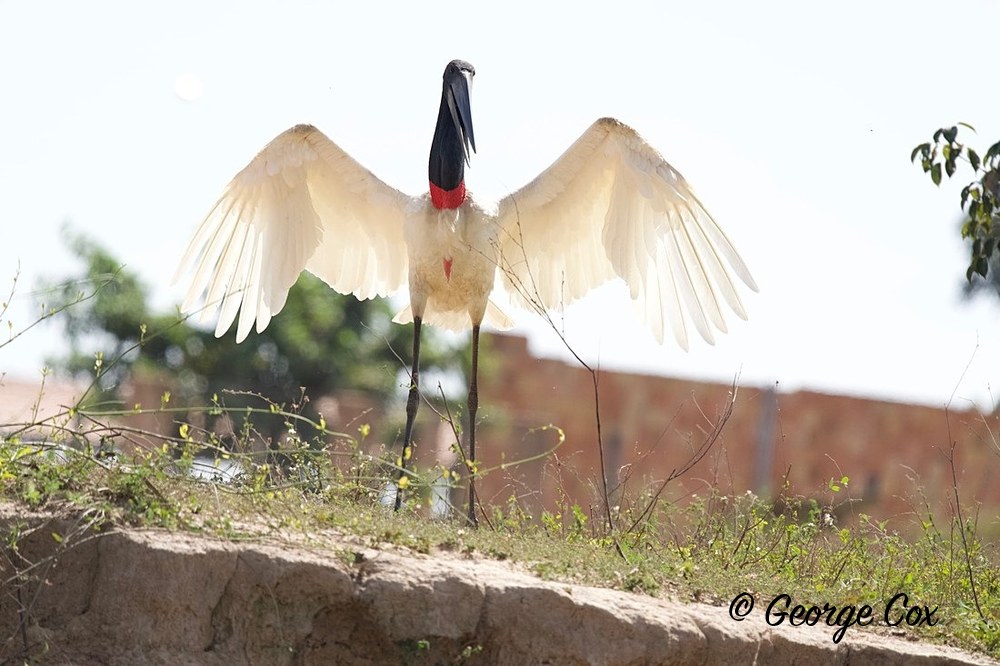 Jabiru Angel