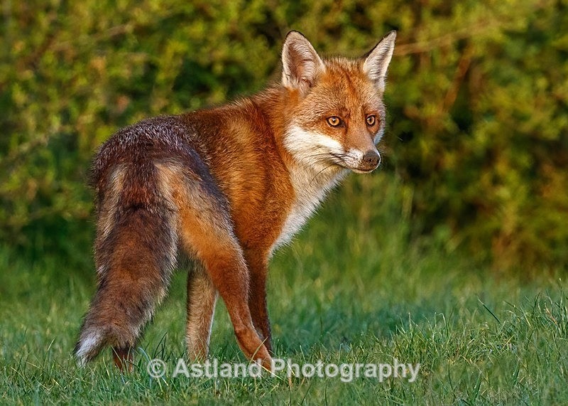 Astland Photography, Bird and Wildlife Images, Susan and Peter Wilson, U.K.