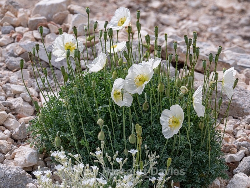 Alpine poppy (Papaver alpina ) - Wild Flowers - 2