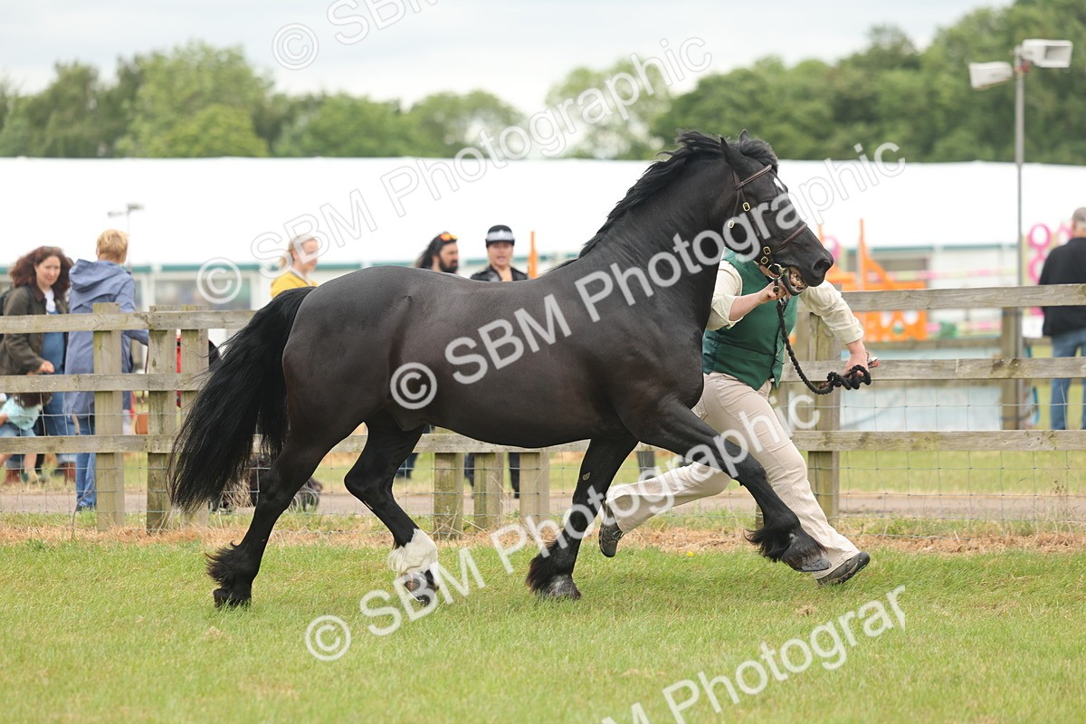 SBM_04869 - Class 50-57 - M&M Welsh Pony In Hand