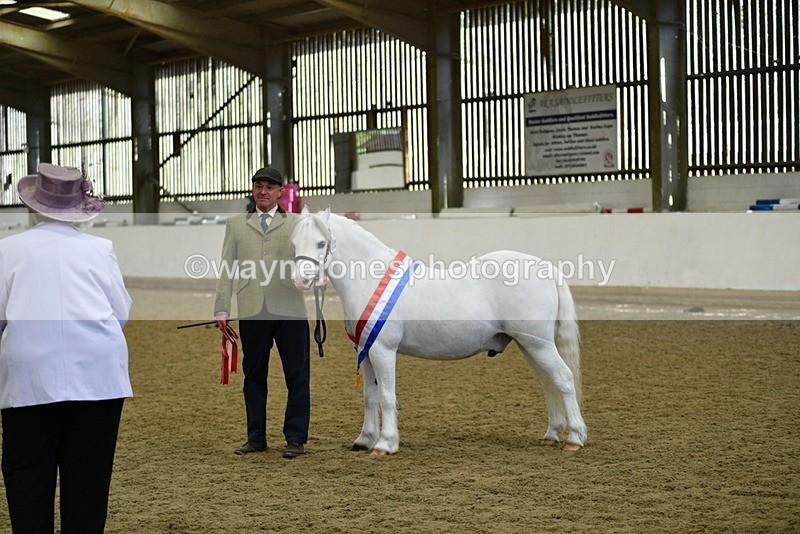 WJ5_5808 - Morning in hand Championship