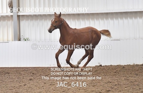 JAC_6416 - 19 Luca