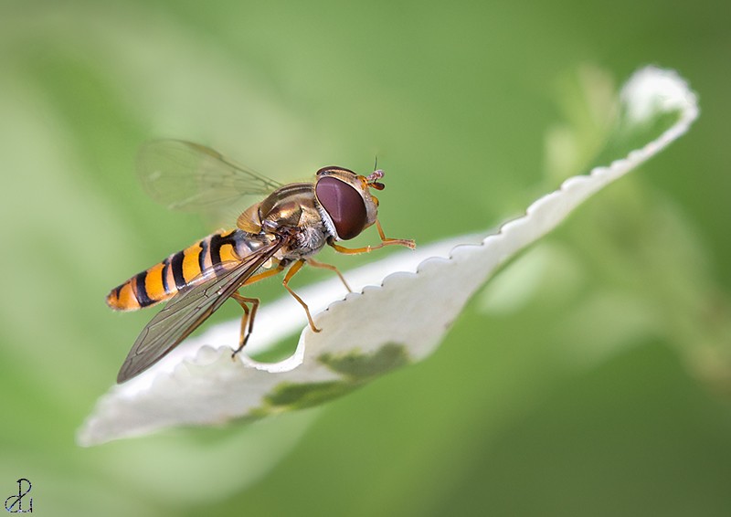 Macro photography by Diana Uzun