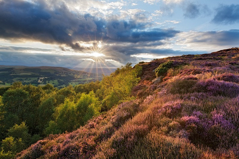Millstone Edge Sunset | Peak District Heather Photo