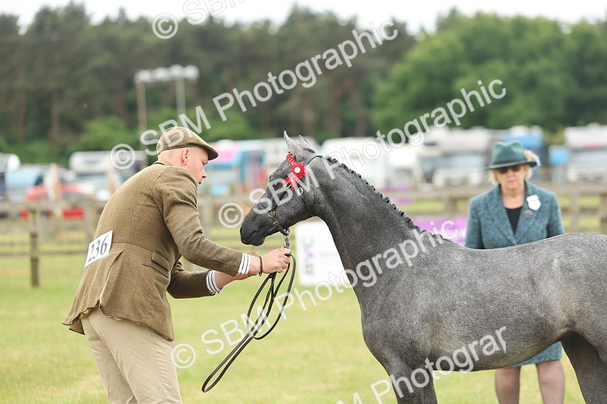 SBM_05361 - Class 68-73 - Riding Pony Breeding