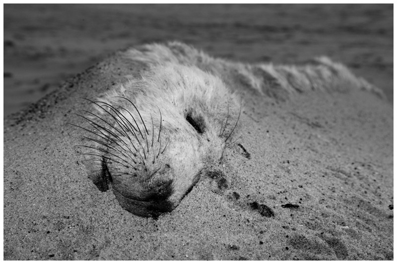 Marram Grass Whiskers - Best of British Wildlife