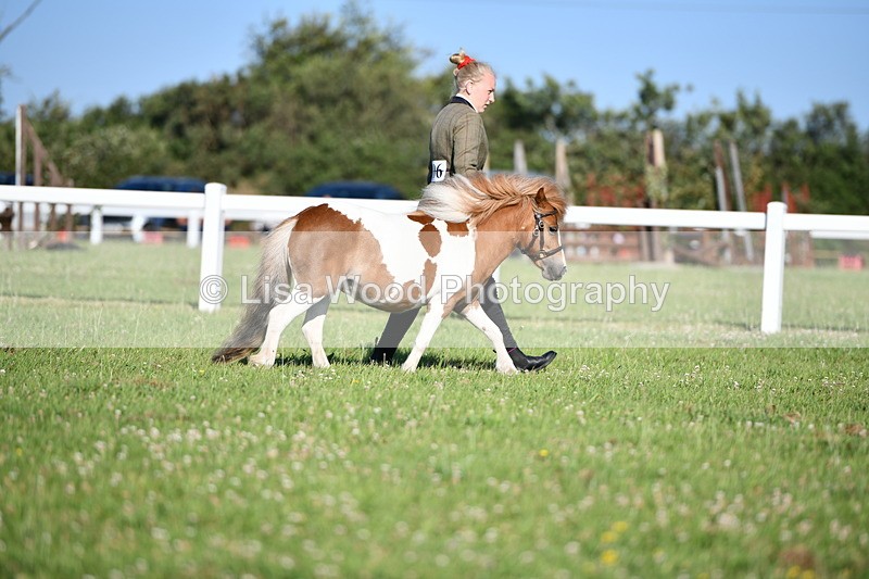 DSC_5425 - Class 49: NPS Shetland Youngstock