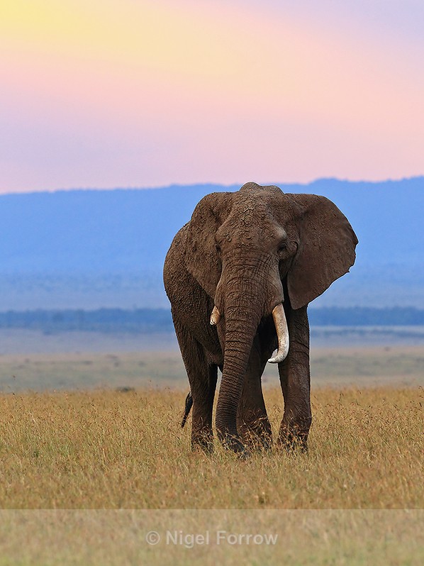 Elephant at dawn in the Mara - Elephant