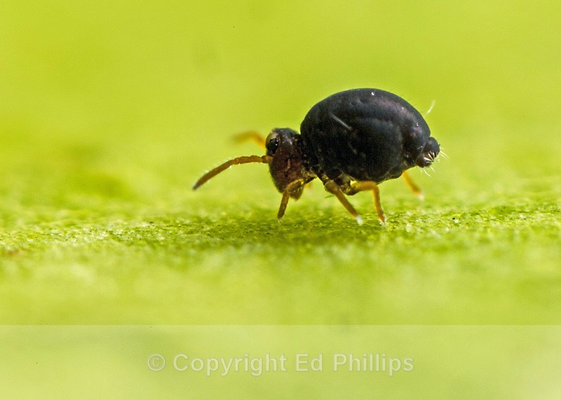 Sminthurinus igniceps - Sminthurinus igniceps