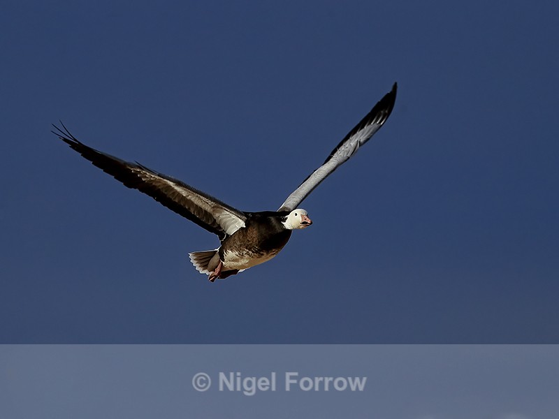 Dark adult Snow Goose flying, Bosque del Apache, New Mexico - Snow Goose