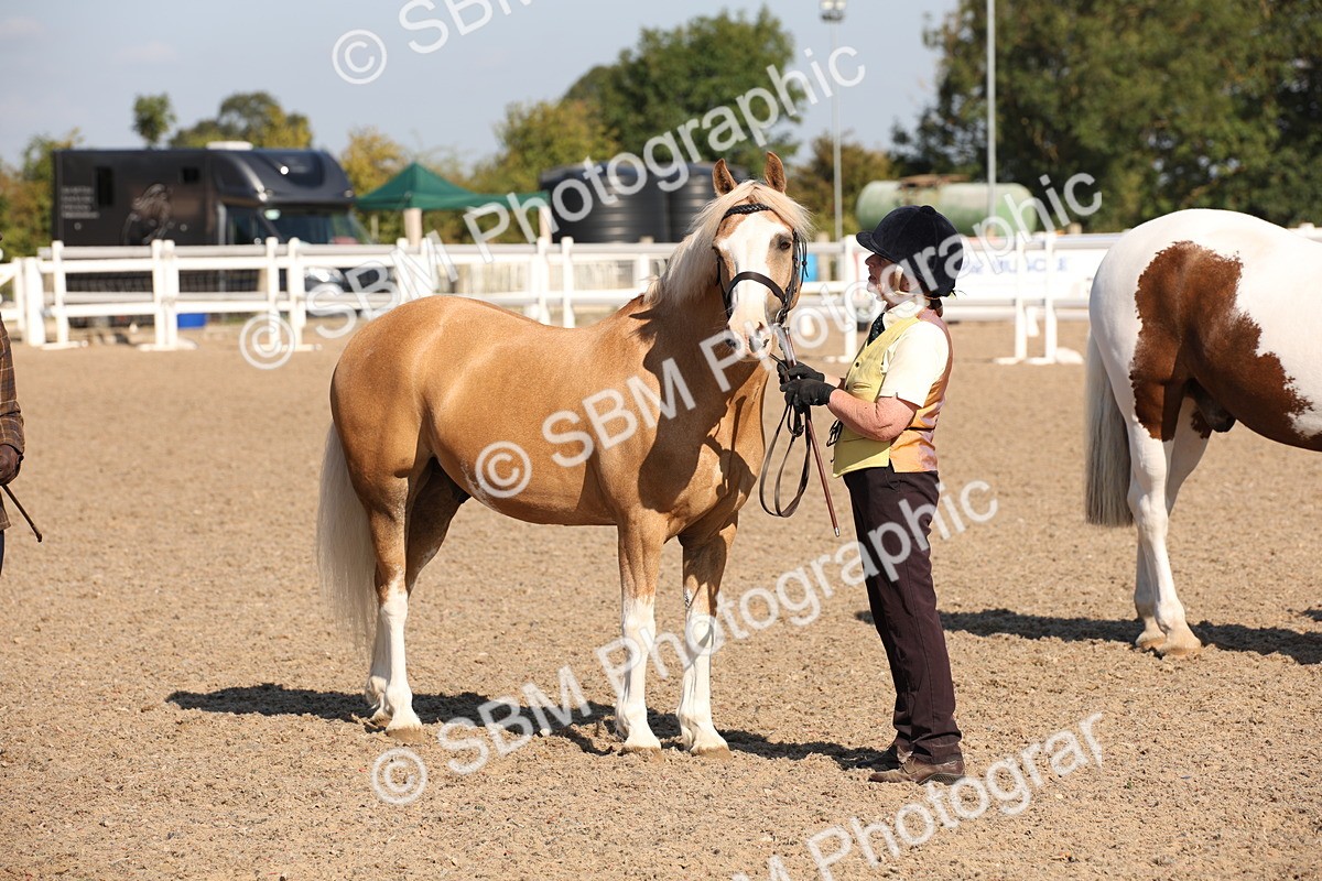 SBM_01555 - Class 15 IH Coloured